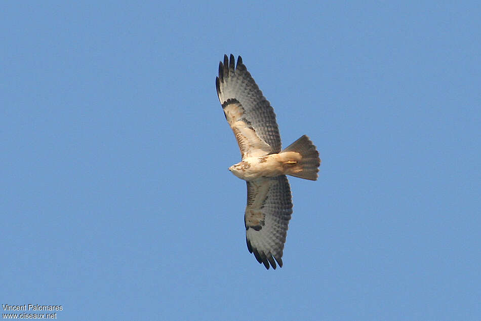 Common BuzzardSecond year, Flight