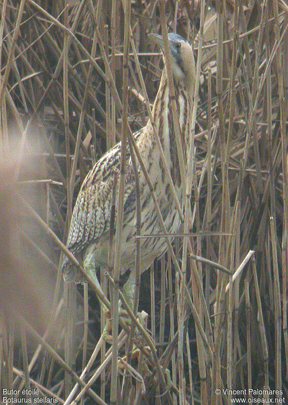 Eurasian Bittern