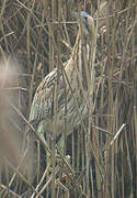 Eurasian Bittern