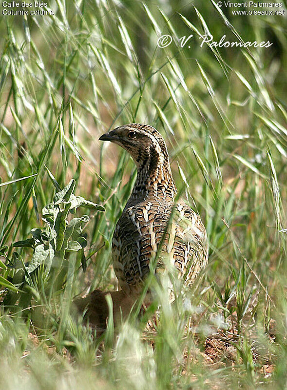 Common Quail