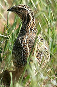 Common Quail