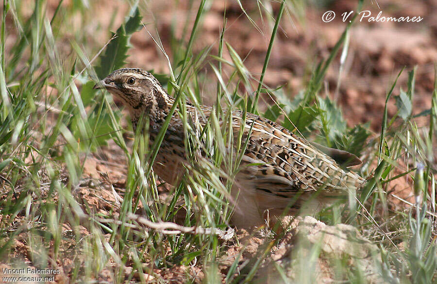 Caille des blés femelle, camouflage