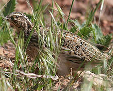 Common Quail