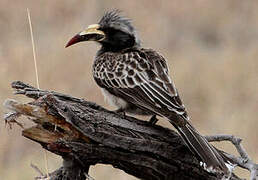 African Grey Hornbill