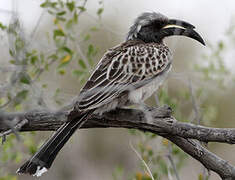 African Grey Hornbill