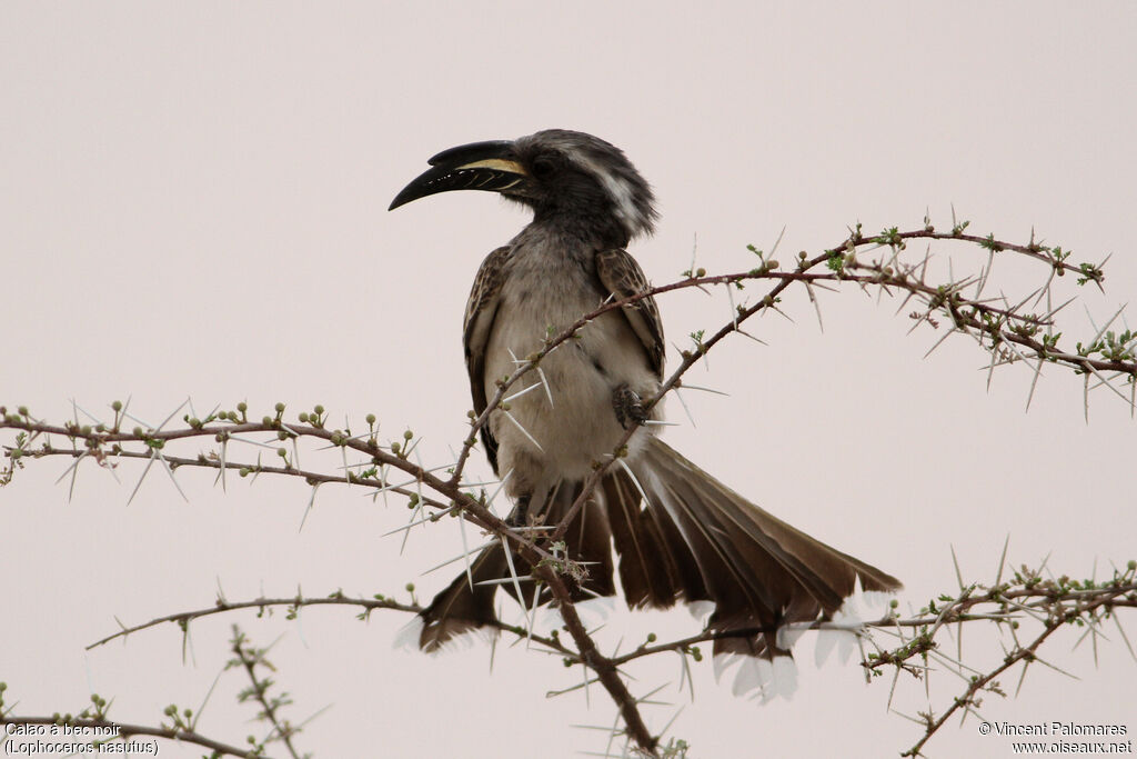 African Grey Hornbill