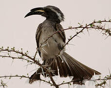 African Grey Hornbill