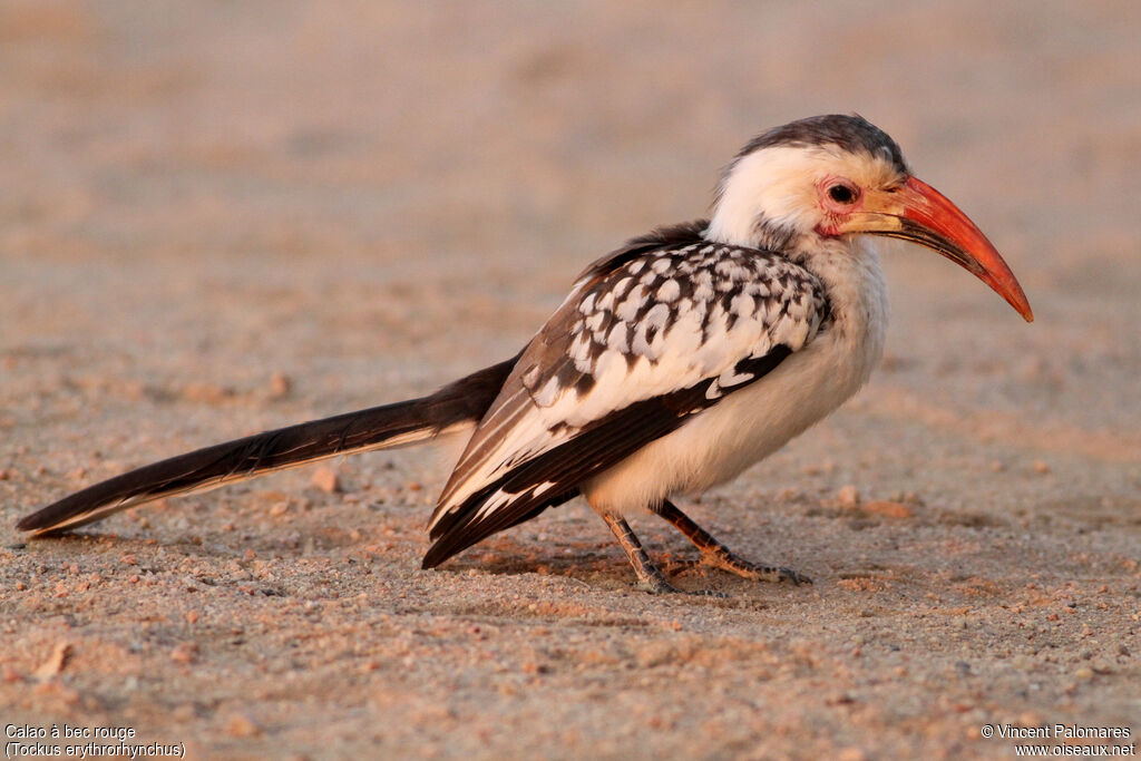 Northern Red-billed Hornbill