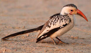 Northern Red-billed Hornbill