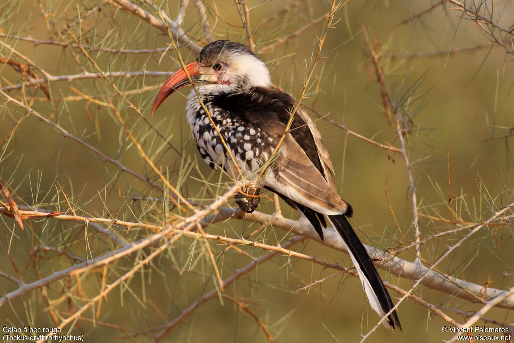 Northern Red-billed Hornbill