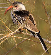 Northern Red-billed Hornbill