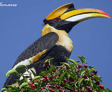 Great Hornbill