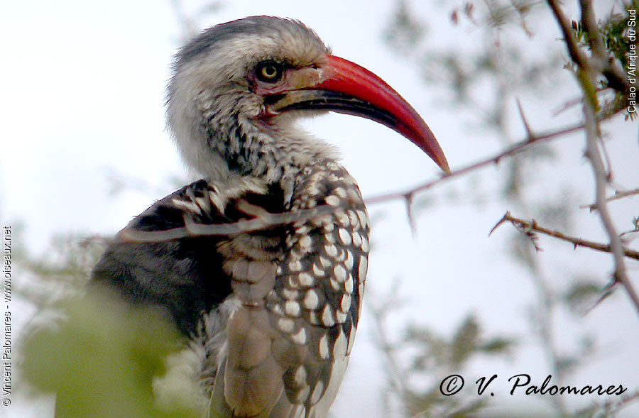 Southern Red-billed Hornbill