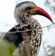 Southern Red-billed Hornbill