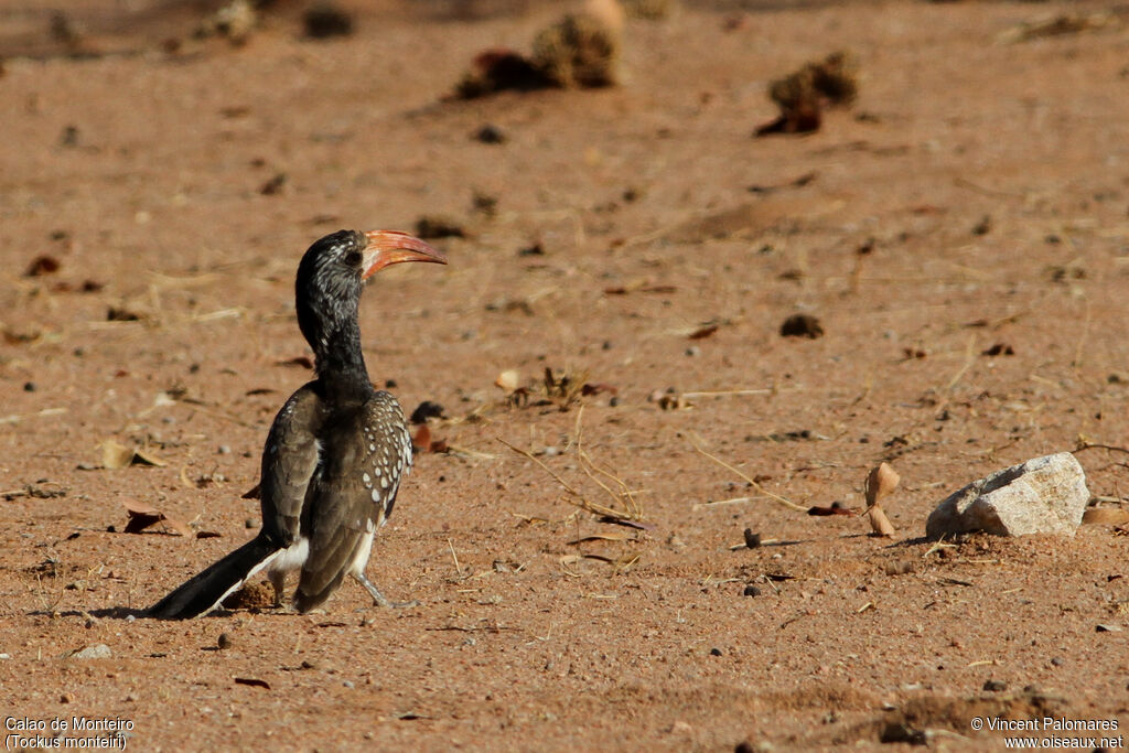 Monteiro's Hornbill