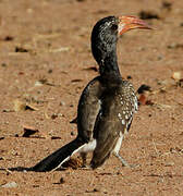 Monteiro's Hornbill