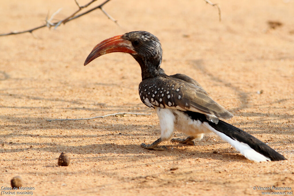 Monteiro's Hornbill