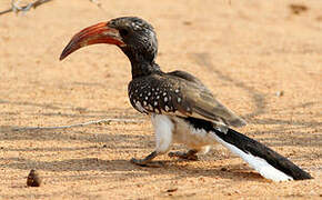 Monteiro's Hornbill