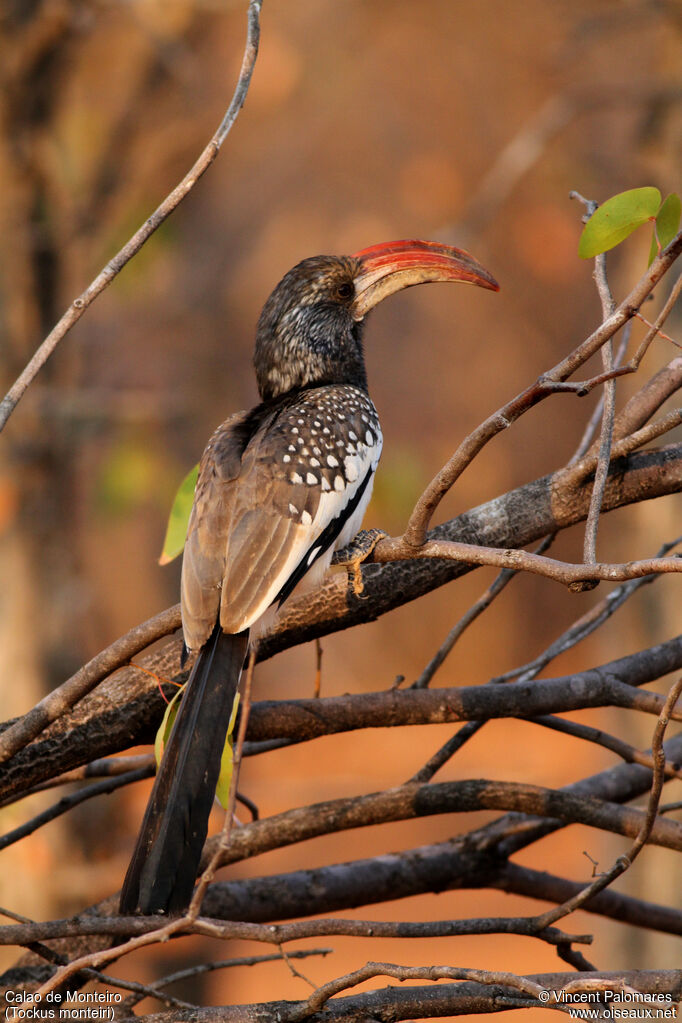 Monteiro's Hornbill