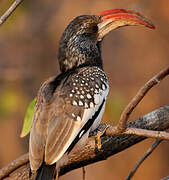 Monteiro's Hornbill