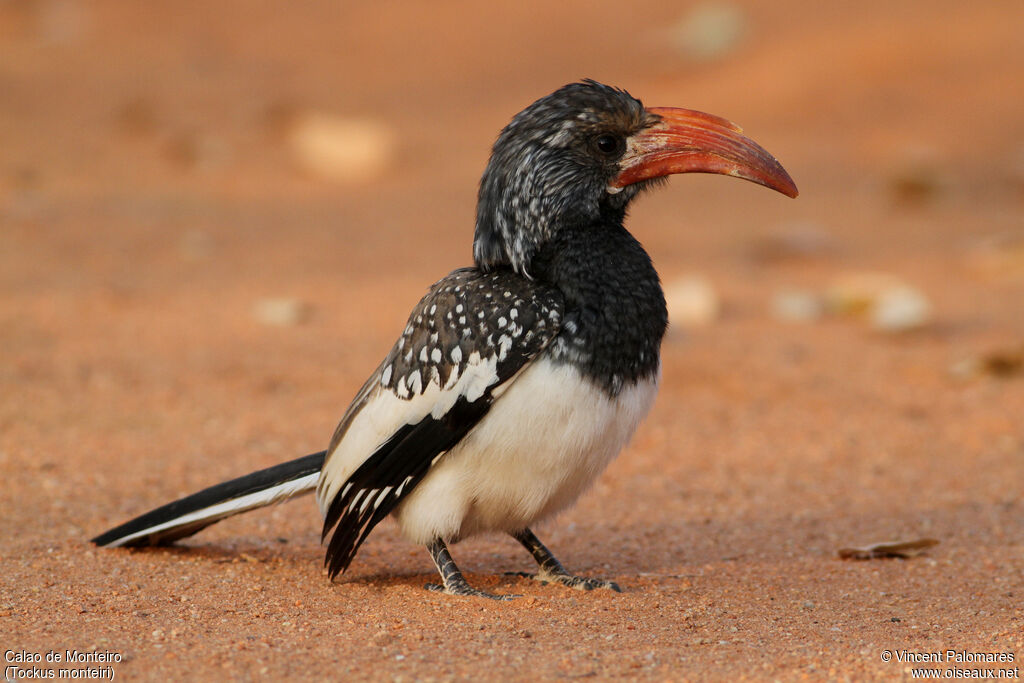 Monteiro's Hornbill