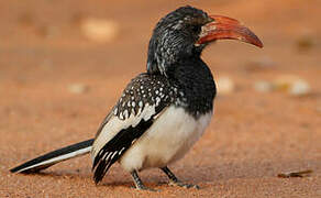 Monteiro's Hornbill