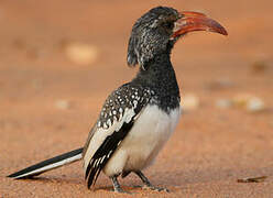 Monteiro's Hornbill