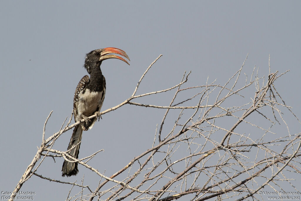 Monteiro's Hornbill