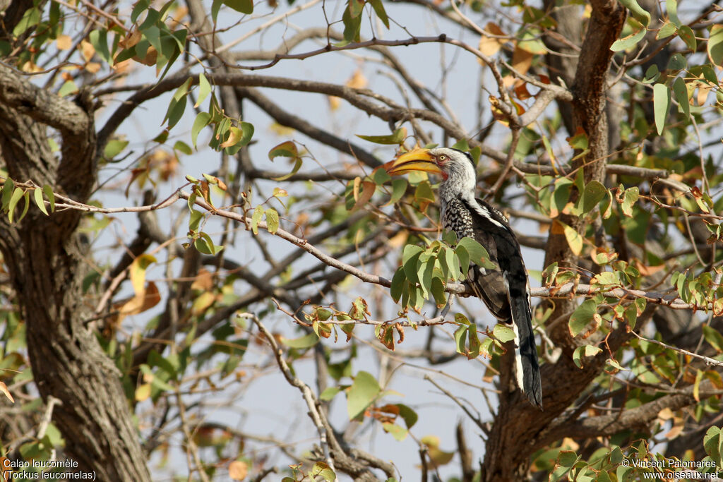 Southern Yellow-billed Hornbill