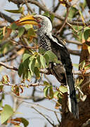 Southern Yellow-billed Hornbill