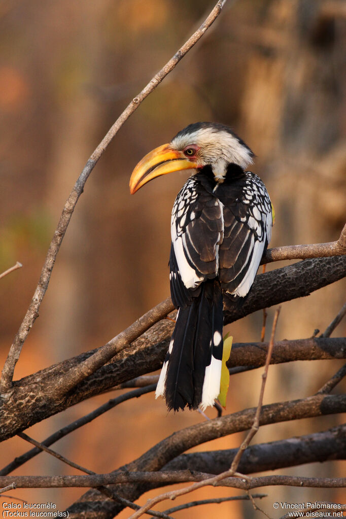 Southern Yellow-billed Hornbill