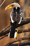 Southern Yellow-billed Hornbill