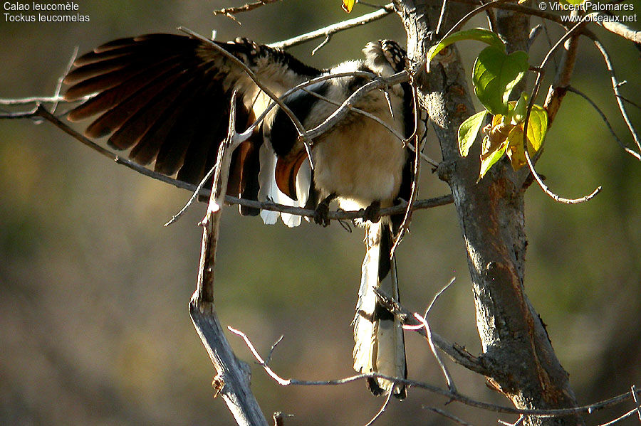 Southern Yellow-billed Hornbill