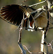 Southern Yellow-billed Hornbill