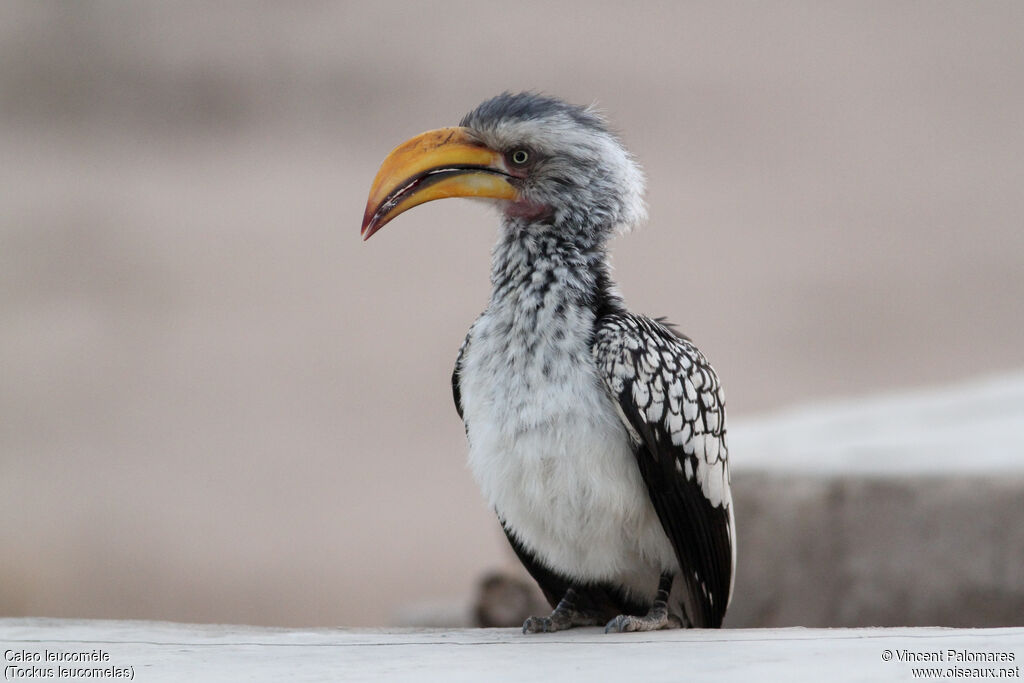 Southern Yellow-billed Hornbill