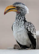 Southern Yellow-billed Hornbill