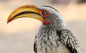 Southern Yellow-billed Hornbill