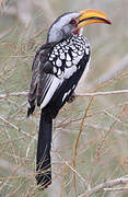 Southern Yellow-billed Hornbill