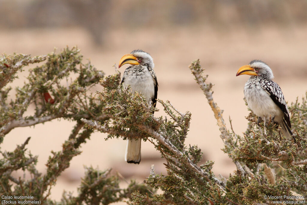 Southern Yellow-billed Hornbill