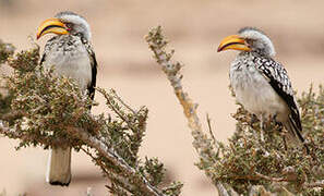 Southern Yellow-billed Hornbill