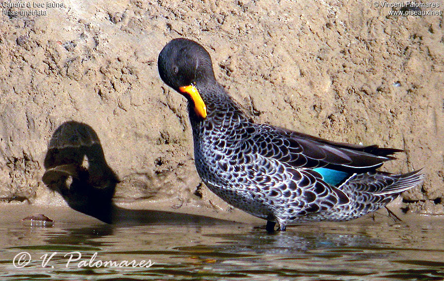 Canard à bec jaune