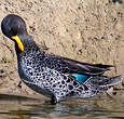 Canard à bec jaune