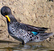 Canard à bec jaune