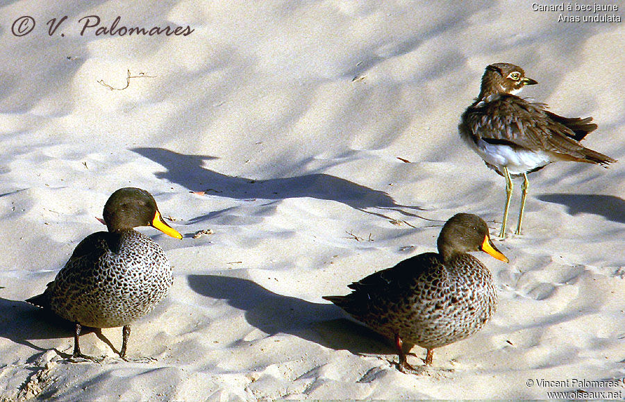 Yellow-billed Duck