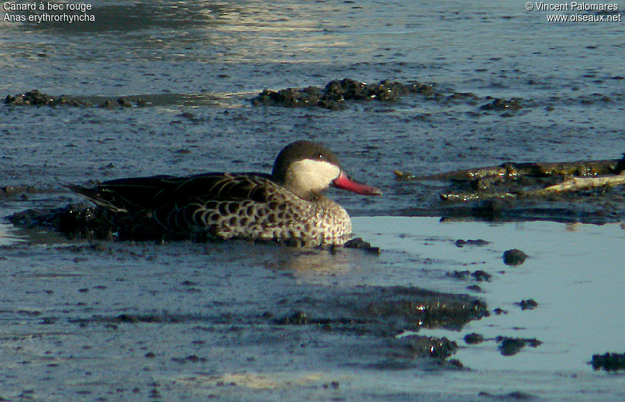 Canard à bec rouge