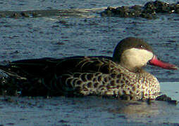 Canard à bec rouge