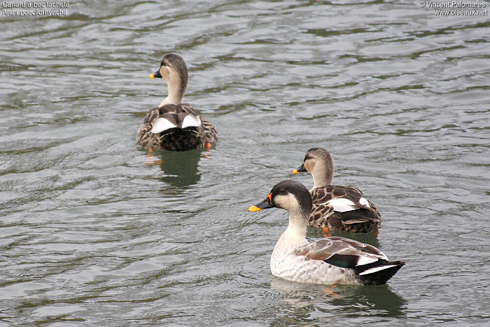 Canard à bec tacheté