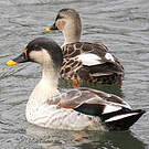Canard à bec tacheté