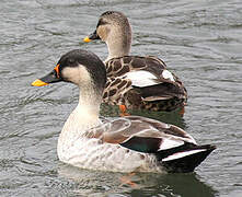 Indian Spot-billed Duck