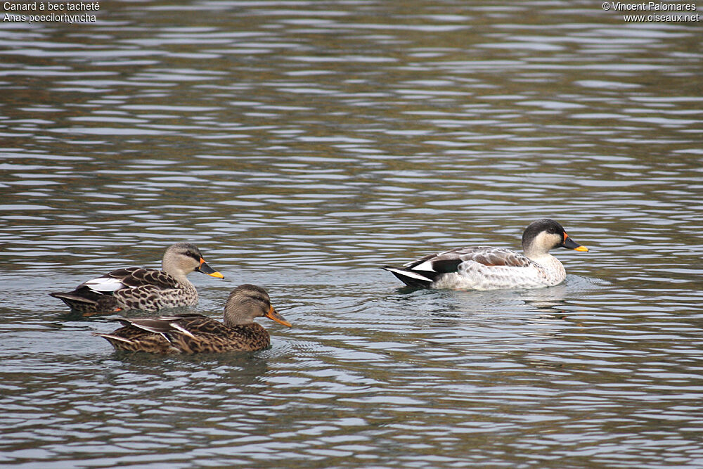 Canard à bec tacheté 